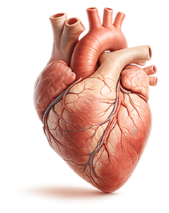 Cardiología