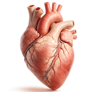 Cardiología